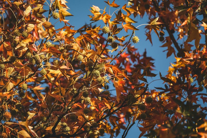 top november national parks